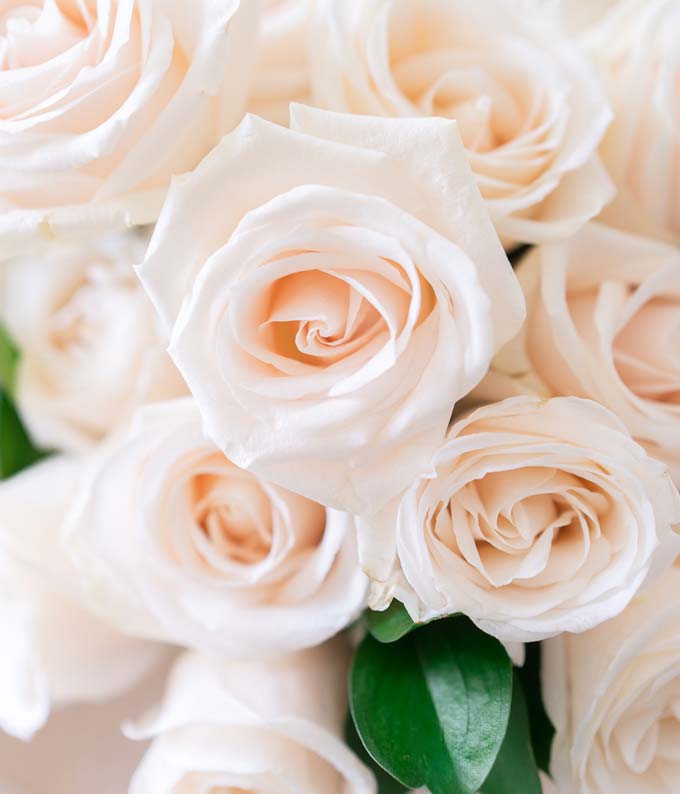 F-230_A3.jpg Two Dozen White Roses - Image 4