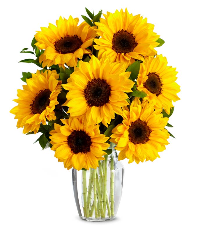 F-461.jpg Stunning Sunflowers
