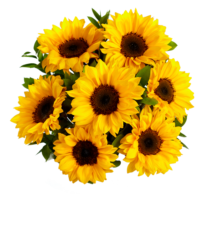 F-461_H.png Stunning Sunflowers - Image 2