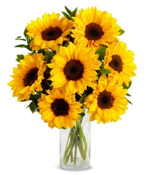 Stunning Sunflowers