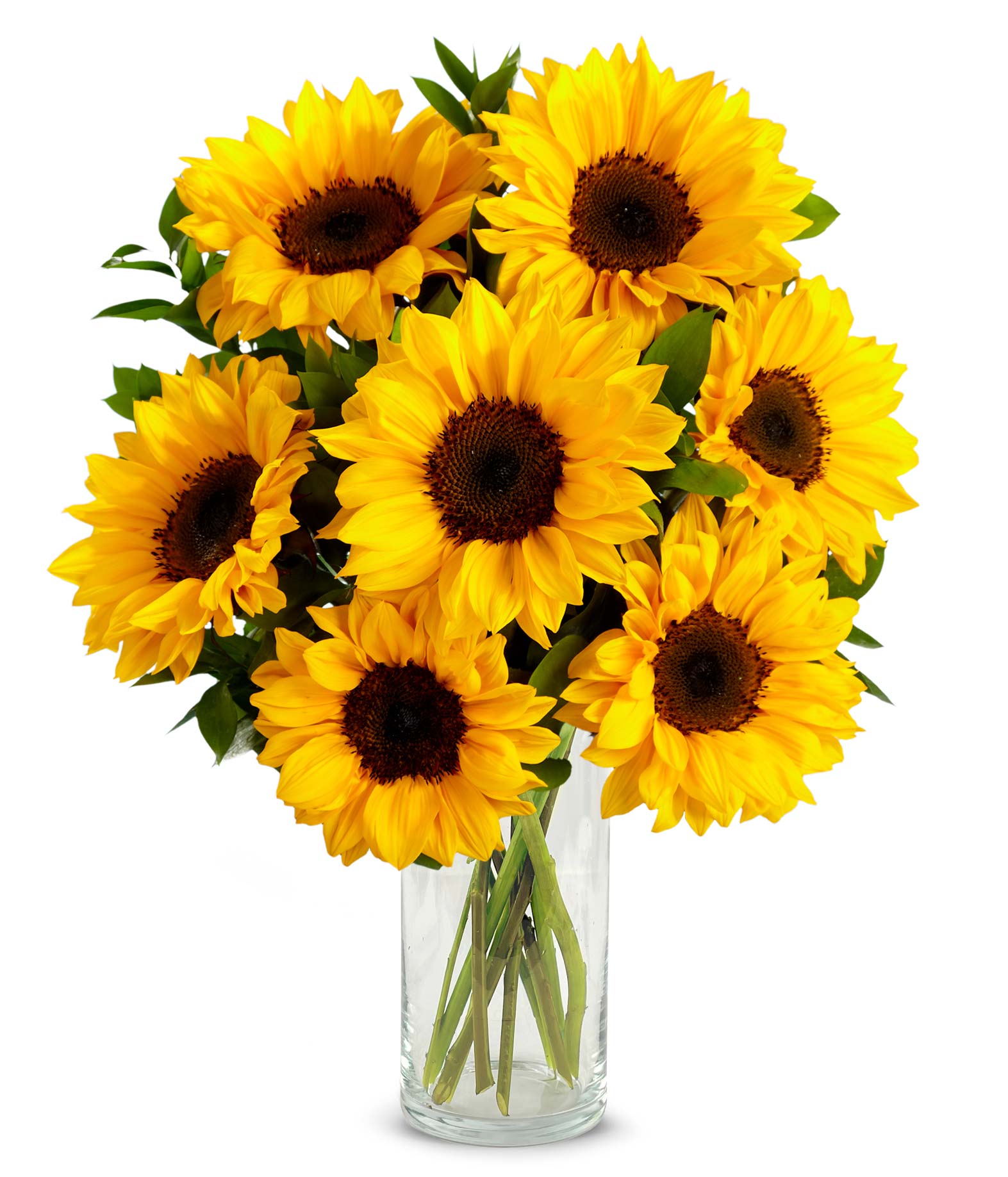 F-461_VCB.jpg Stunning Sunflowers