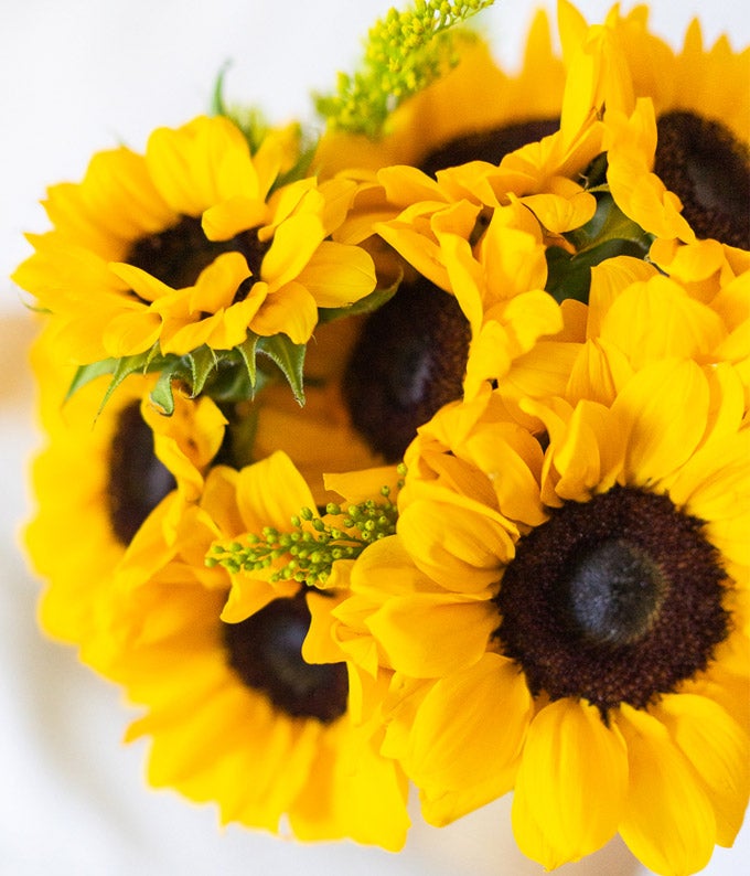 F-462_A3.jpg Stunning Sunflowers - Premium - Image 4