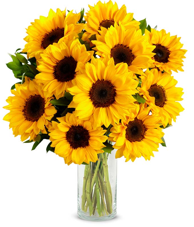 F-462_VCB.jpg Stunning Sunflowers - Premium