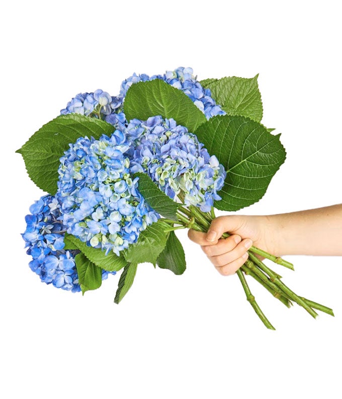F-604_A1.jpg Blue Hydrangea Bouquet - Image 2