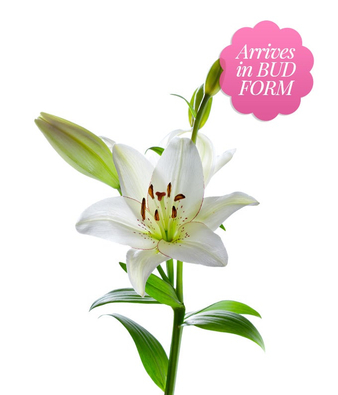 F-670_A1.jpg Stunning Pink and White Lilies - Premium - Image 2