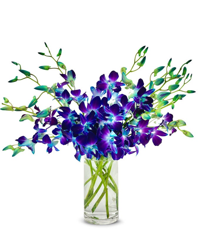 F-740_VCB-1.jpg Bright Blue Dendrobium Orchids