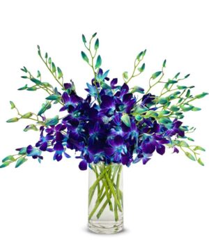 Bright Blue Dendrobium Orchids - Deluxe