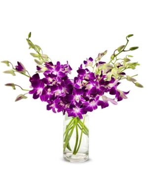 Purple Dendrobium Orchids