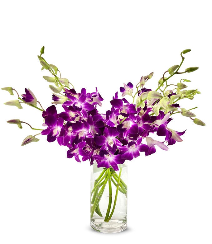 F-742_VCB-1.jpg Purple Dendrobium Orchids