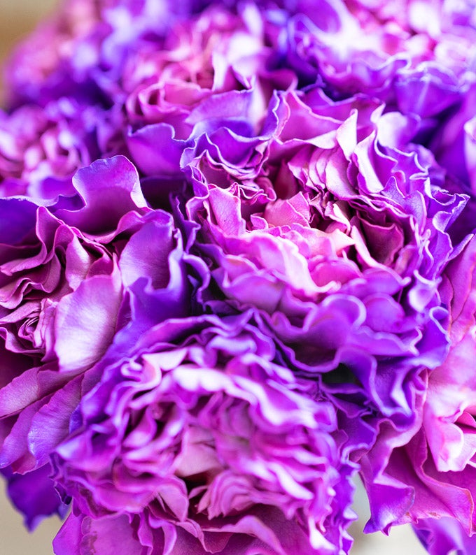 F-777_A3.jpg One Dozen Magenta Roses - Image 4