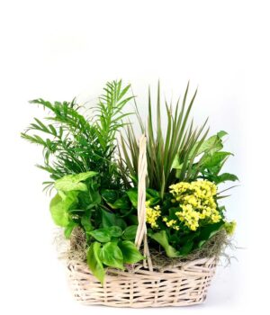 Zen Oasis Dish Garden