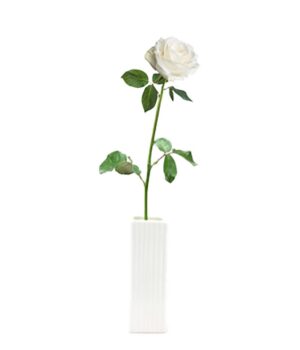 fyf rose w.jpg