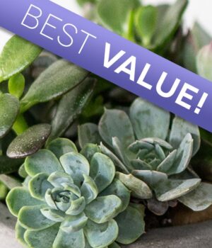 Florist Designed Succulent Garden