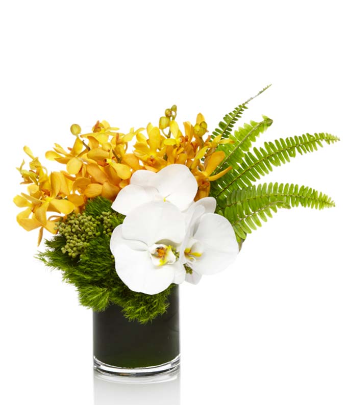 H-113-1.jpg Orchids from the Tropics