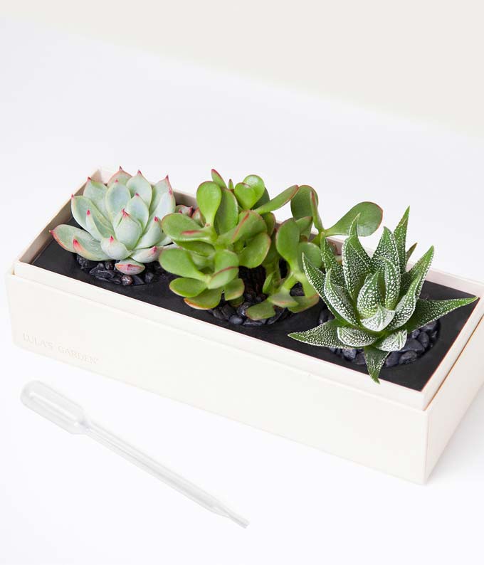 L-101_A1.jpg Lula's Garden ® Jewel Succulent Gift - Image 2