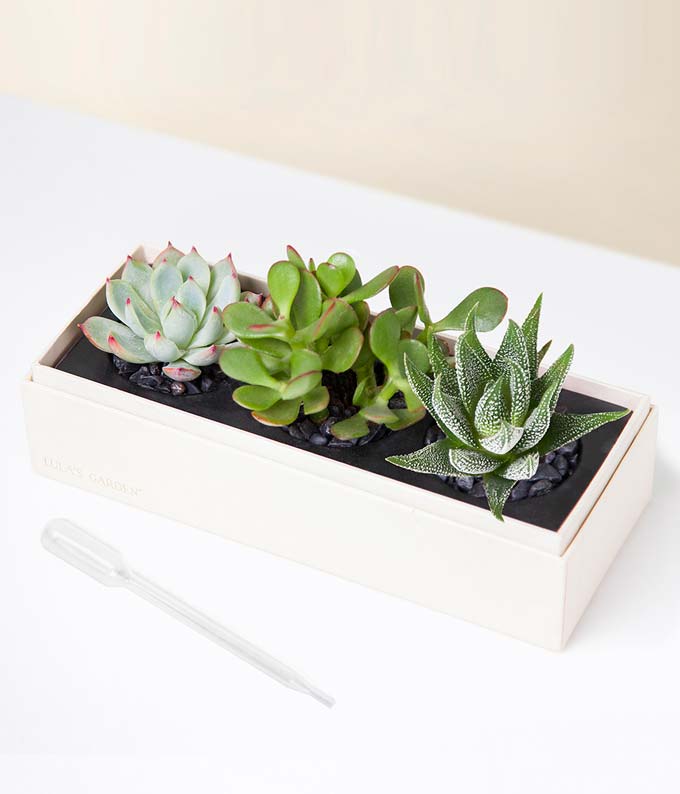 L-114_A1.jpg Cherished Memories Lula's Garden ® Jewel Succulent Gift - Image 2