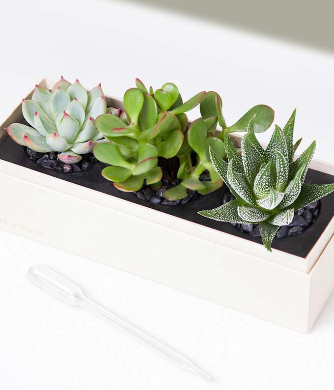 L-115_A1.jpg Lula's Garden ® Thank You Jewel Succulent Box - Image 2