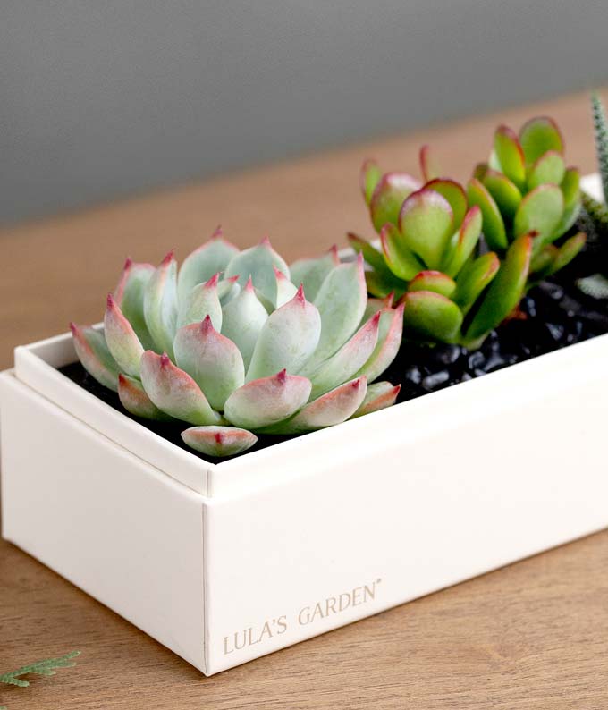 L-115_A2.jpg Lula's Garden ® Thank You Jewel Succulent Box - Image 3