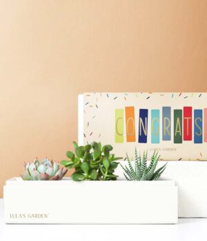 Lula's Garden ® Congratulations Jewel Succulent Box