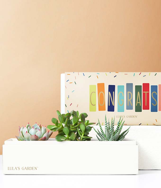 L-119.jpg Lula's Garden ® Congratulations Jewel Succulent Box