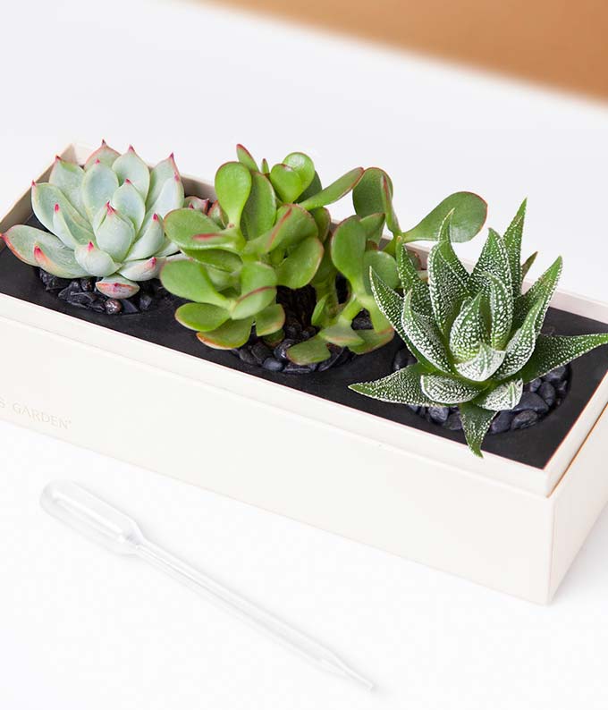 L-119_A1.jpg Lula's Garden ® Congratulations Jewel Succulent Box - Image 2