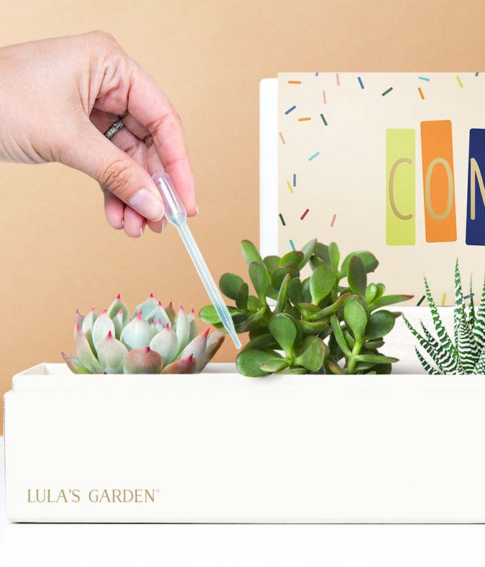 L-119_A2.jpg Lula's Garden ® Congratulations Jewel Succulent Box - Image 3