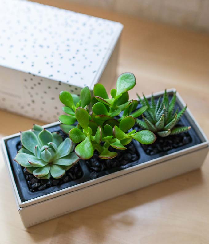 L-119_A3.jpg Lula's Garden ® Congratulations Jewel Succulent Box - Image 4