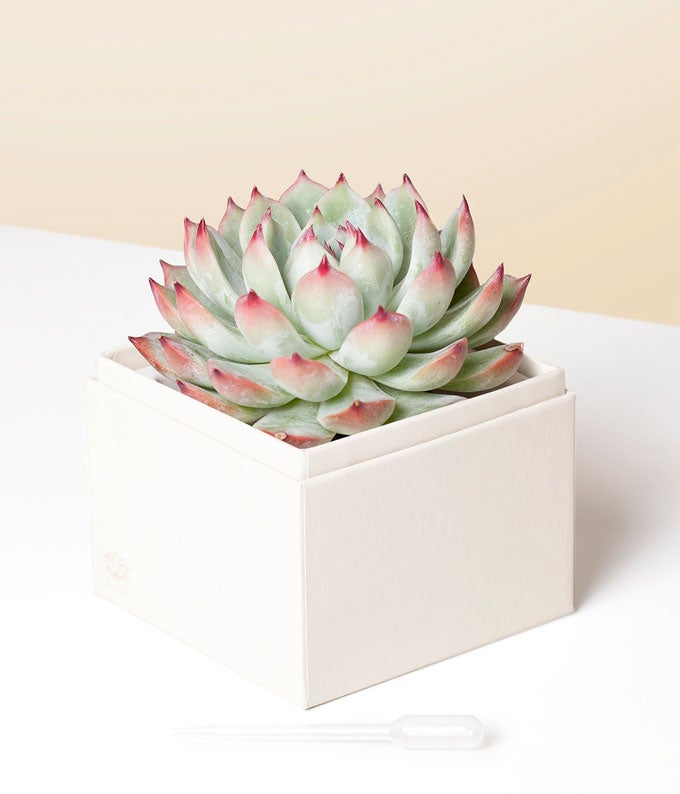 L-201_A1.jpg Lula's Garden ® Bliss Succulent Gift - Image 2