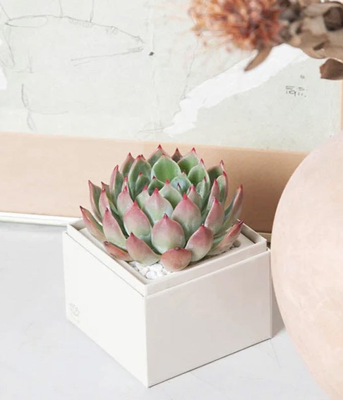L-201_A3.jpg Lula's Garden ® Bliss Succulent Gift - Image 4