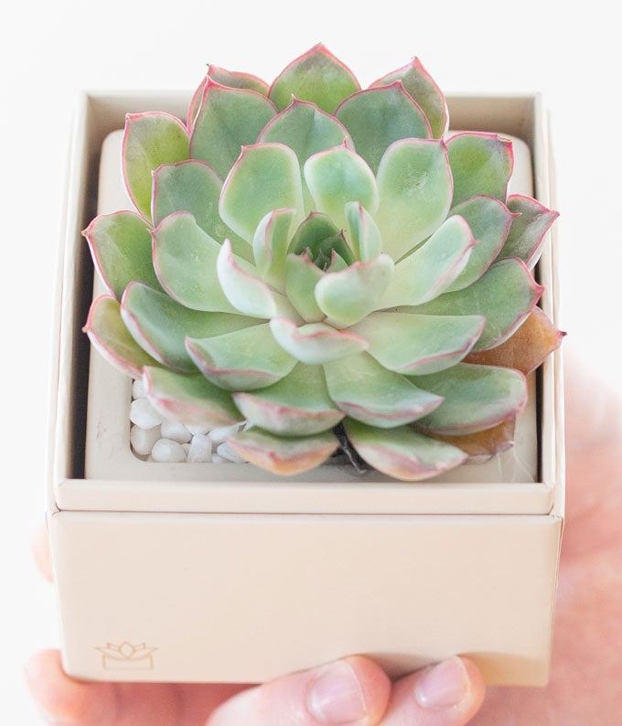 L-201_A4.jpg Lula's Garden ® Bliss Succulent Gift - Image 5