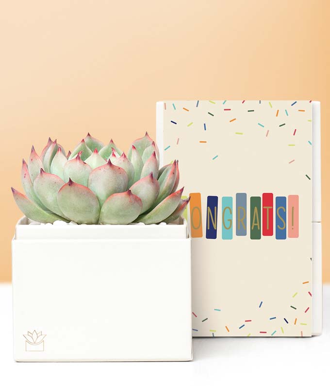 L-219.jpg Lula's Garden ® Congratulations Bliss Succulent Gift