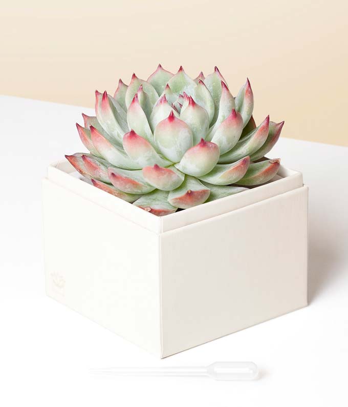L-219_A1.jpg Lula's Garden ® Congratulations Bliss Succulent Gift - Image 2