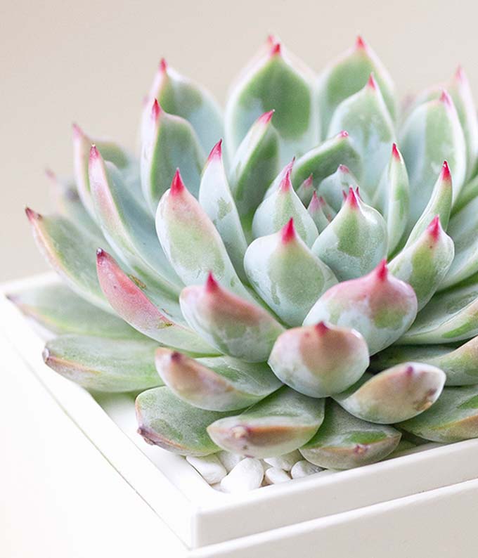 L-219_A2.jpg Lula's Garden ® Congratulations Bliss Succulent Gift - Image 3