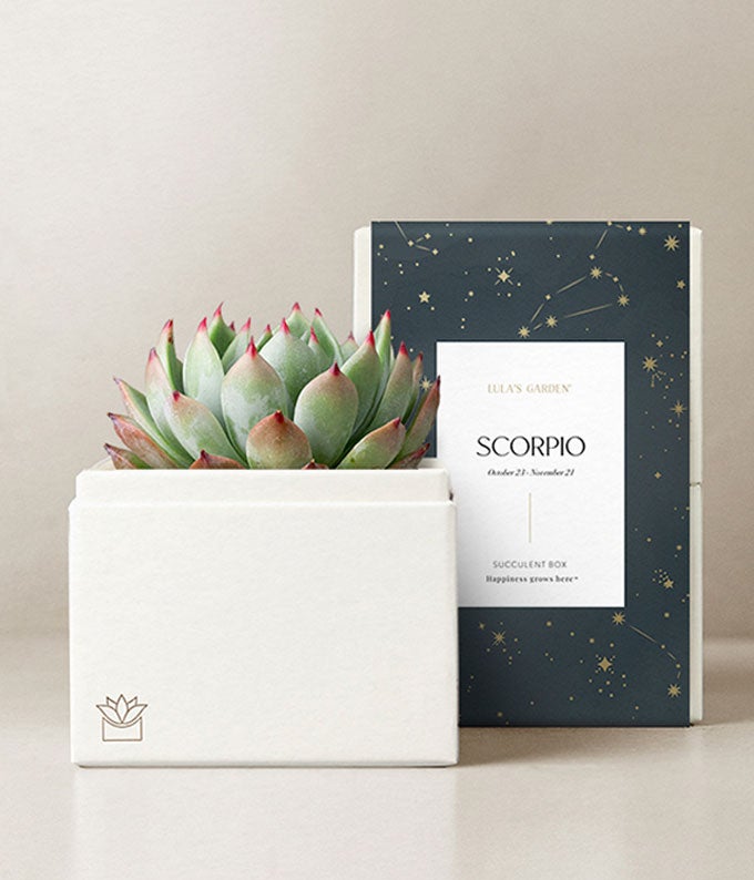 L-257-1.jpg Lula's Garden ® Water Collection Scorpio Succulent