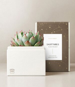 Lula's Garden ® Fire Collection Sagittarius Succulent