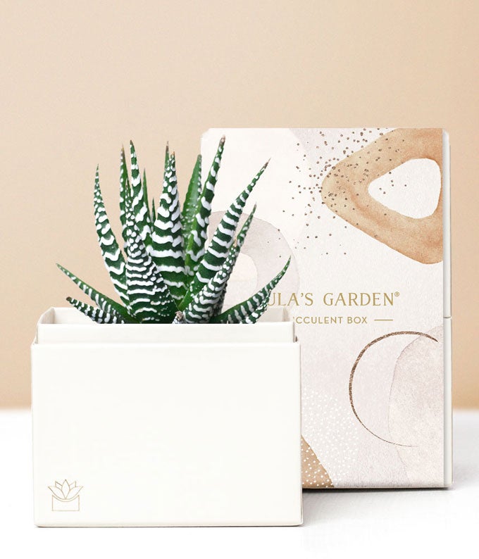 L-301.jpg Lula's Garden ® Zebra Succulent Gift