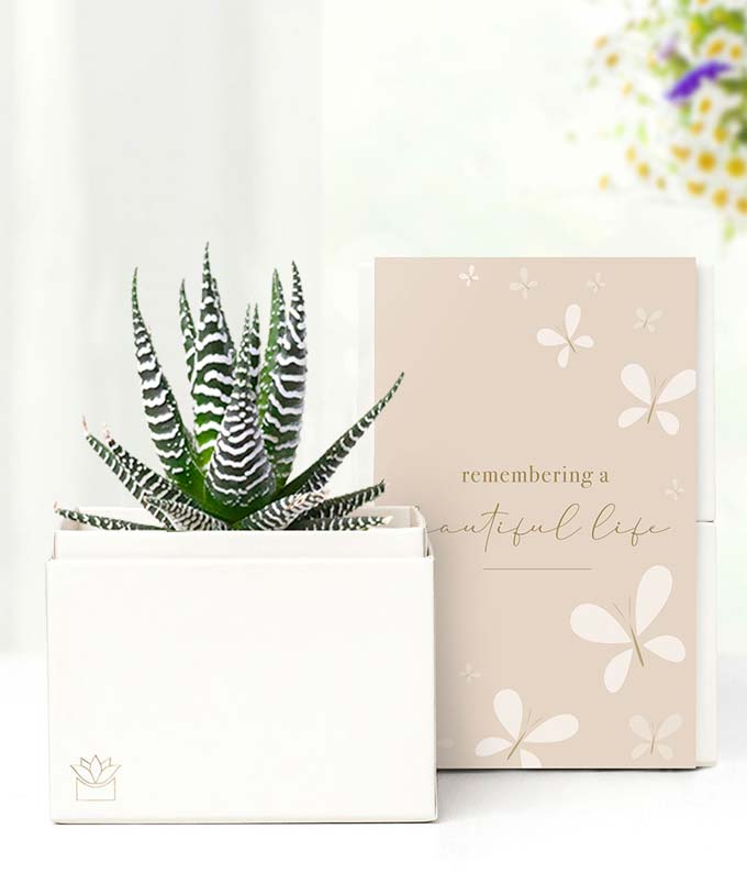 L-314.jpg Cherished Memories Lula's Garden ® Zebra Succulent Gift
