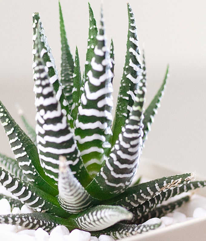 L-314_A2.jpg Cherished Memories Lula's Garden ® Zebra Succulent Gift - Image 3