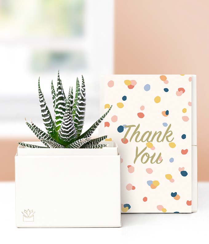 L-315.jpg Lula's Garden ® Thank You Zebra Succulent Gift