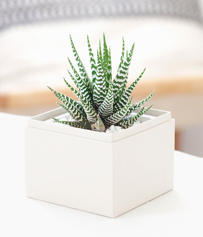 L-315_A1.jpg Lula's Garden ® Thank You Zebra Succulent Gift - Image 2
