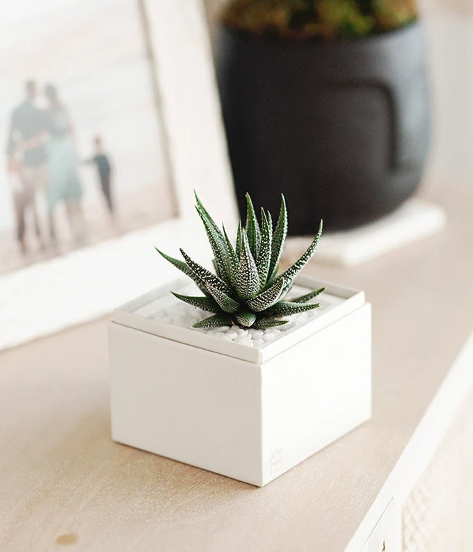 L-319_A3.jpg Lula's Garden ® Congratulations Zebra Succulent Gift - Image 4