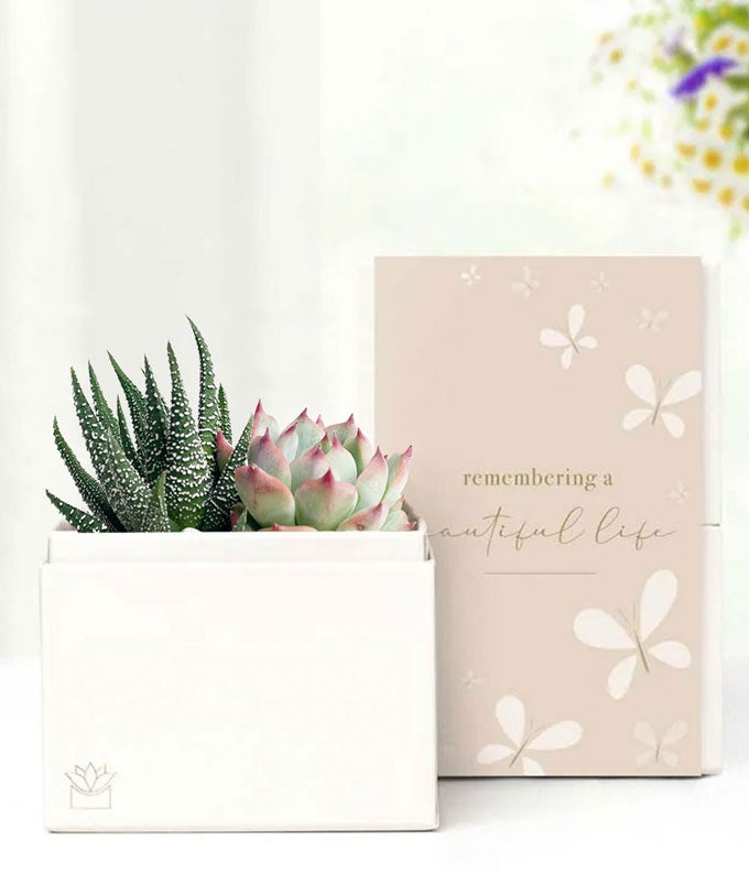 L-614-1.jpg Cherished Memories Lula's Garden ® Glow Succulent Gift