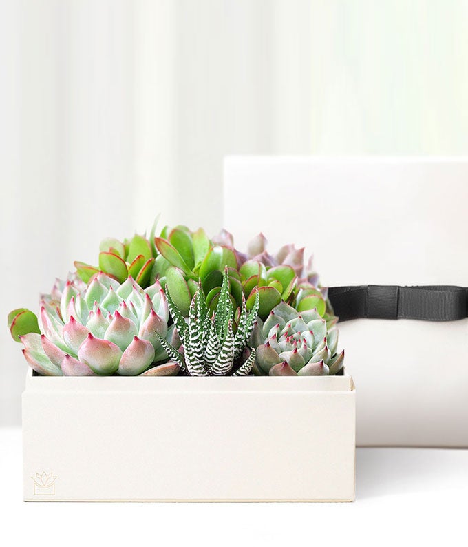 L-914.jpg Cherished Memories Lula's Garden ® Urban Succulent Gift