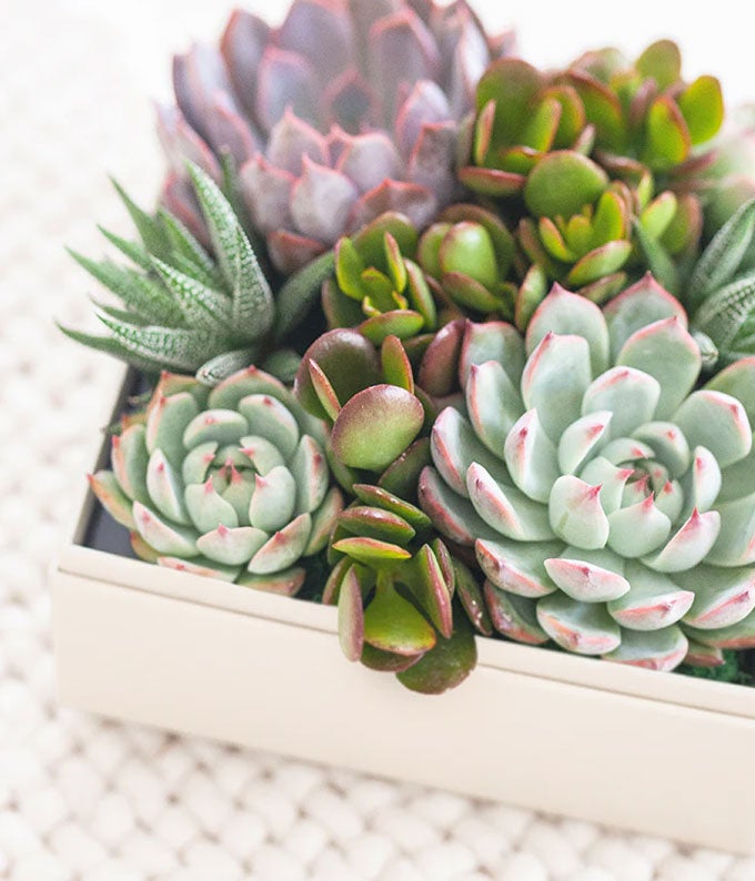 L-914_A1.jpg Cherished Memories Lula's Garden ® Urban Succulent Gift - Image 2