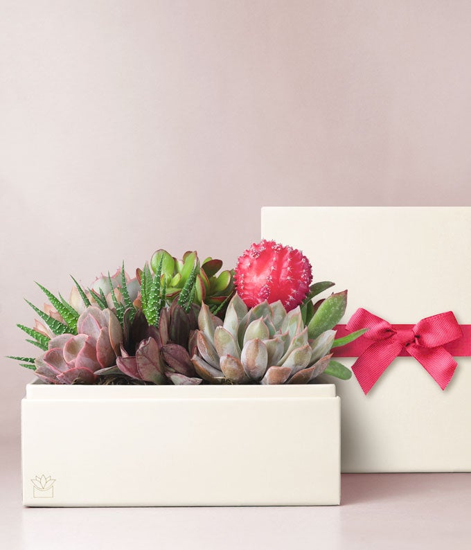 L-923.jpg Lula's Garden ® XOXO Urban Succulent Gift
