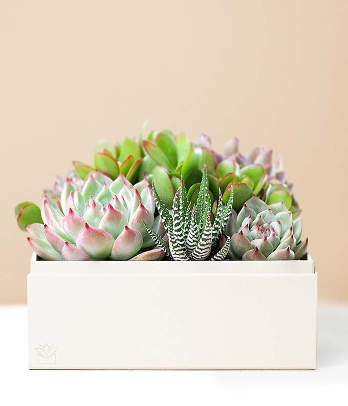 L-923_A1.jpg Lula's Garden ® XOXO Urban Succulent Gift - Image 2