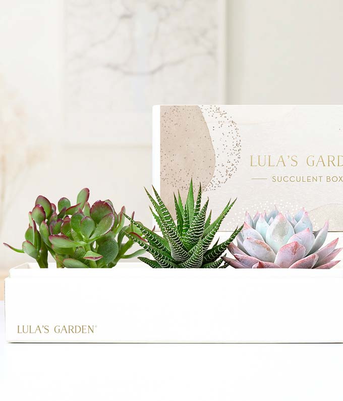 L-A01.jpg Lula's Garden ® Deluxe Verdant Gift Box