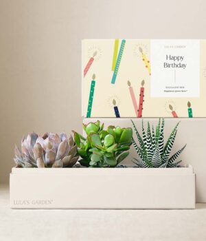 Lula's Garden ® Birthday Verdant Succulent Gift