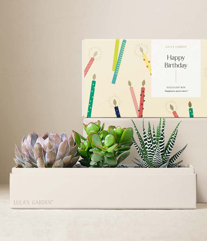 L-A07.jpg Lula's Garden ® Birthday Verdant Succulent Gift