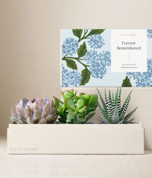 Cherished Memories Lula's Garden ® Verdant Succulent Gift